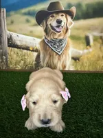 Rose , a female Golden Retriever for sale in Porterville, CA – 4 of 4