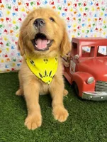 Cali, a female Golden Retriever for sale in Porterville, CA – 5 of 7