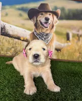 Raven, a female Golden Retriever for sale in Porterville, CA – 4 of 6