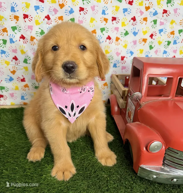 Rose  – Golden Retriever puppy for sale in Porterville, CA