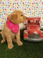 Raven, a female Golden Retriever for sale in Porterville, CA – 6 of 9