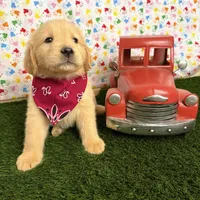 Jenny , a female Golden Retriever for sale in Porterville, CA – 6 of 8