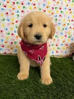 Jenny , a female Golden Retriever for sale in Porterville, CA – 5 of 8