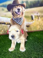 Stella, a female Golden Retriever for sale in Porterville, CA – 4 of 5