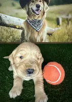 Maverick , a male Golden Retriever for sale in Porterville, CA – 2 of 3