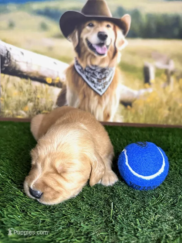 Blue  – Golden Retriever puppy for sale in Porterville, CA