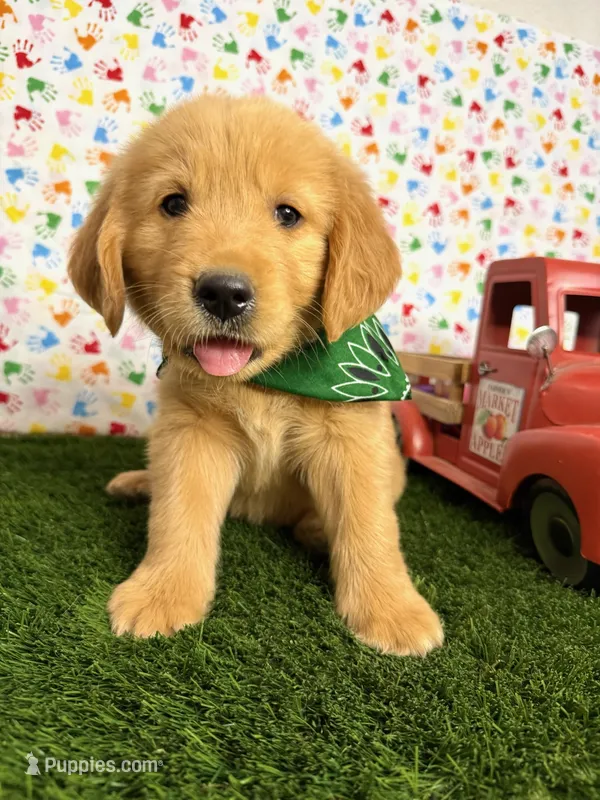 Max  – Golden Retriever puppy for sale in Porterville, CA