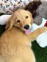 Max , a male Golden Retriever for sale in Porterville, CA – 4 of 5