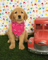 Raven, a female Golden Retriever for sale in Porterville, CA – 8 of 9