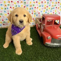 Stella, a female Golden Retriever for sale in Porterville, CA – 8 of 8