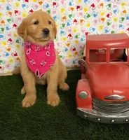 Raven, a female Golden Retriever for sale in Porterville, CA – 4 of 9