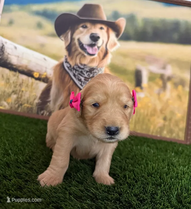 Jenny  – Golden Retriever puppy for sale in Porterville, CA