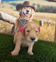 Jenny , a female Golden Retriever for sale in Porterville, CA – 1 of 3