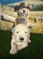 Diva, a female Golden Retriever for sale in Porterville, CA – 5 of 6