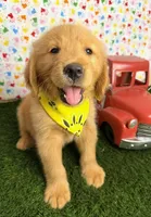 Cali, a female Golden Retriever for sale in Porterville, CA – 3 of 7
