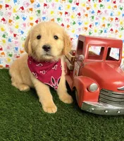 Jenny , a female Golden Retriever for sale in Porterville, CA – 3 of 8