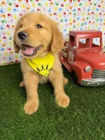 Cali, a female Golden Retriever for sale in Porterville, CA – 7 of 7