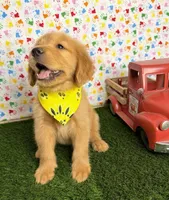 Cali, a female Golden Retriever for sale in Porterville, CA – 6 of 7