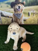 Max , a male Golden Retriever for sale in Porterville, CA – 3 of 3