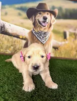 Raven, a female Golden Retriever for sale in Porterville, CA – 5 of 6