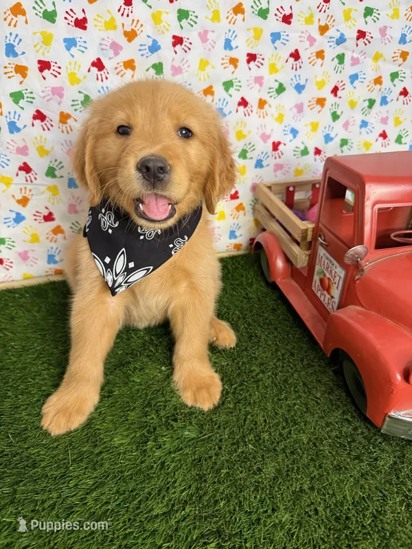 Blue  – Golden Retriever puppy for sale in Porterville, CA