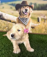 Raven, a female Golden Retriever for sale in Porterville, CA – 1 of 6
