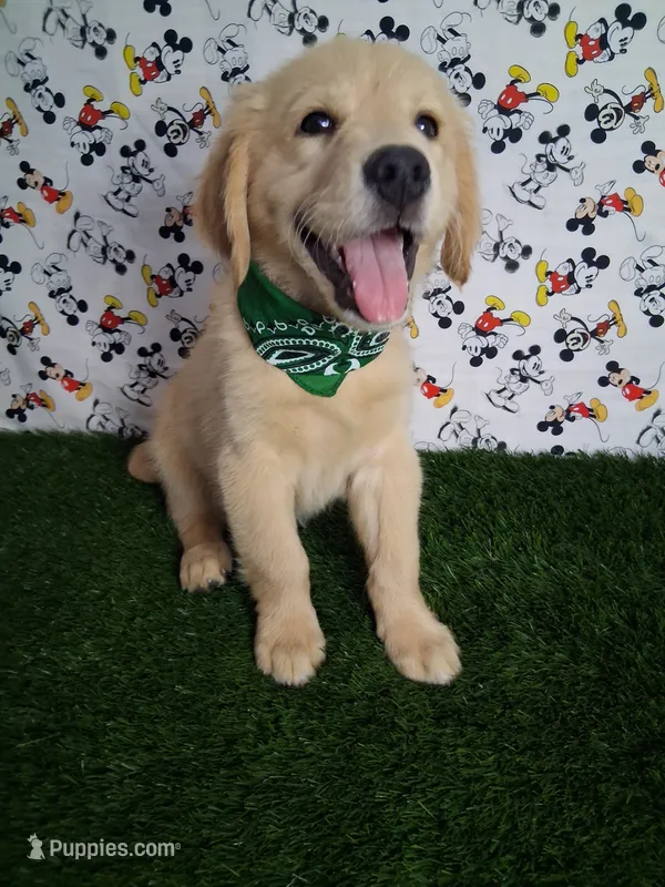 Raven – Golden Retriever puppy for sale in Porterville, CA