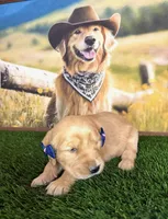 Cali, a female Golden Retriever for sale in Porterville, CA – 2 of 3