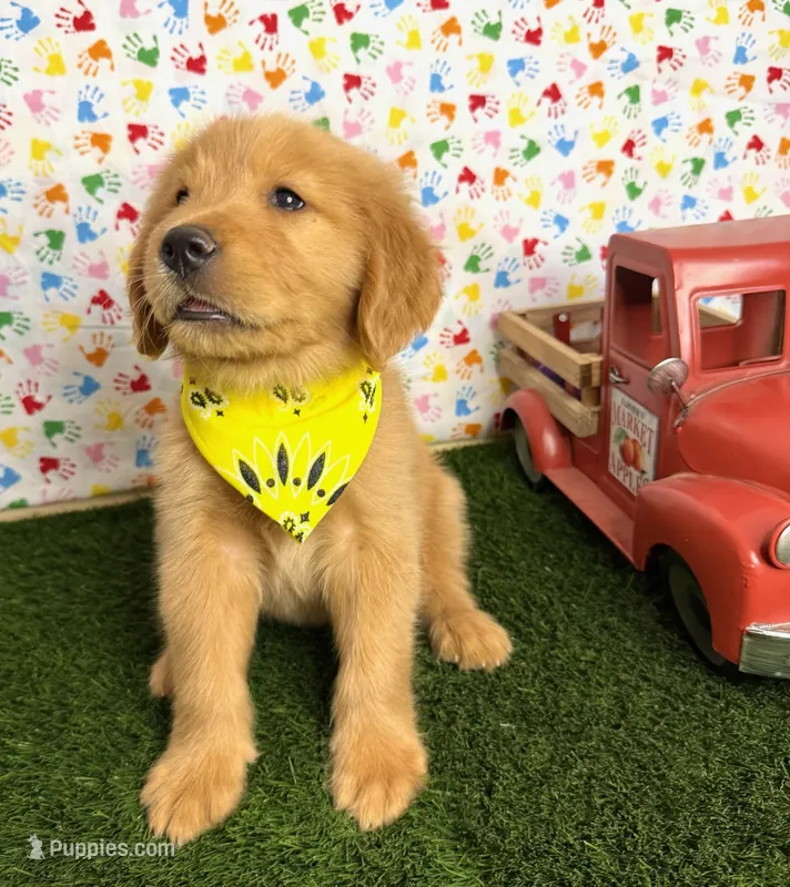 Cali – Golden Retriever puppy for sale in Porterville, CA