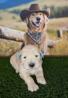 Diva, a female Golden Retriever for sale in Porterville, CA – 4 of 6
