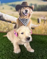Raven, a female Golden Retriever for sale in Porterville, CA – 6 of 6