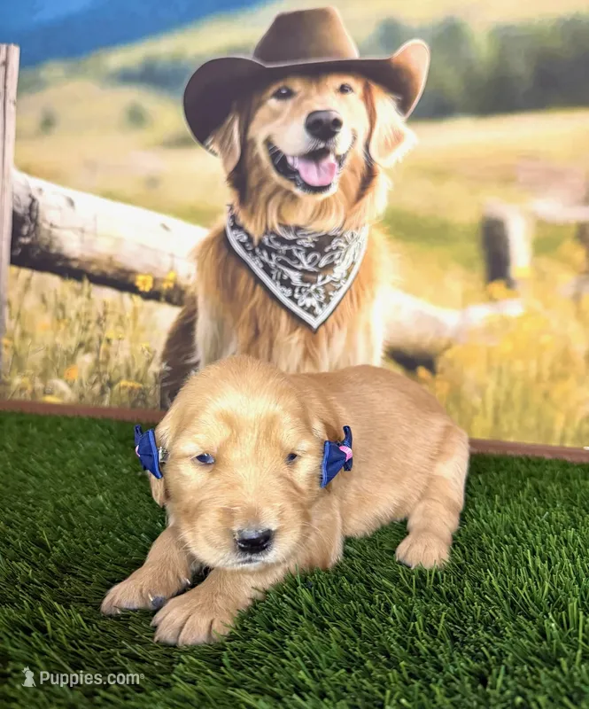 Cali – Golden Retriever puppy for sale in Porterville, CA