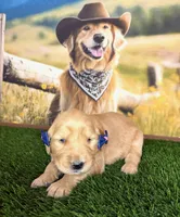 Cali, a female Golden Retriever for sale in Porterville, CA – 1 of 3