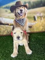 Stella, a female Golden Retriever for sale in Porterville, CA – 2 of 5