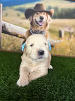 Diva, a female Golden Retriever for sale in Porterville, CA – 2 of 6