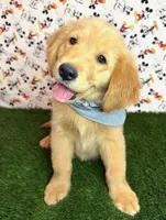 Max , a male Golden Retriever for sale in Porterville, CA – 2 of 5