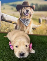 Raven, a female Golden Retriever for sale in Porterville, CA – 2 of 6