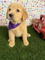 Stella, a female Golden Retriever for sale in Porterville, CA – 2 of 8