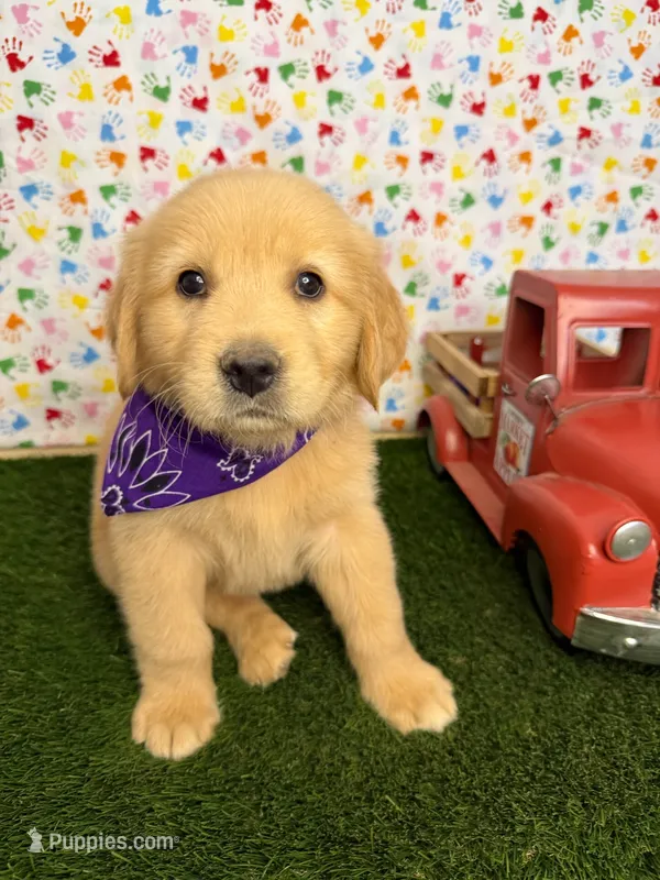Stella – Golden Retriever puppy for sale in Porterville, CA