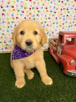 Stella, a female Golden Retriever for sale in Porterville, CA – 1 of 8