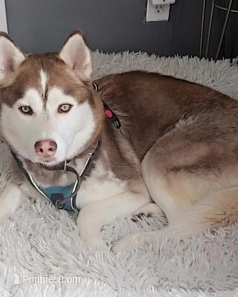 Wolfy  – Siberian Husky puppy for sale in Brentwood, NY