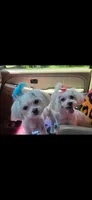Dina’s pup, a male Maltese for sale in Griffin, GA – 2 of 2