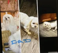 AKC Maltese male, a male Maltese for sale in Griffin, GA – Photo 10 of 10