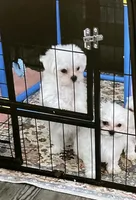 AKC Maltese male, a male Maltese for sale in Griffin, GA – Photo 6 of 10