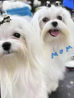 AKC Maltese male, a male Maltese for sale in Griffin, GA – Photo 8 of 10