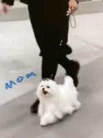 AKC Maltese male, a male Maltese for sale in Griffin, GA – Photo 5 of 10