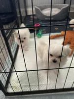 AKC Maltese male, a male Maltese for sale in Griffin, GA – Photo 3 of 10