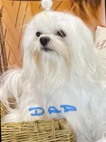 AKC Maltese male, a male Maltese for sale in Griffin, GA – Photo 9 of 10