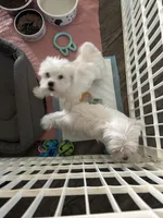 AKC male, a male Maltese for sale in Griffin, GA – Photo 5 of 5