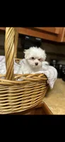AKC male, a male Maltese for sale in Griffin, GA – Photo 2 of 5